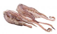 tentacules de seiche MAROC KG APPROX 3X5